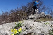 57 Orecchie d'orso
